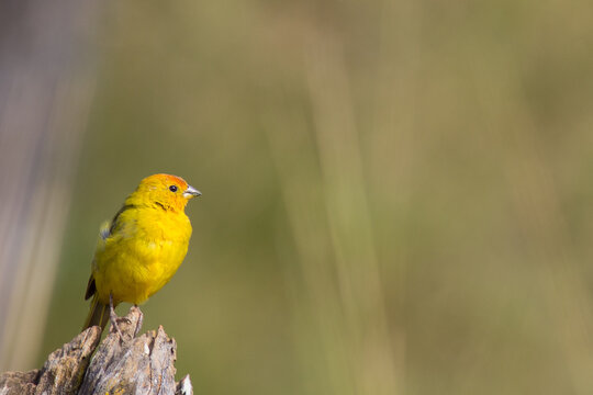 Saffron Finch (Sicalis flaveola - Linnaeus, 1766)