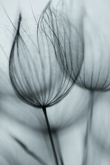 Big dandelion seed in golden sunlight. Shalow focus