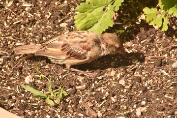 bird