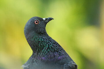 A young pigeon sitting in natural background. speed racing pigeon Kerala, India. Grey dove watching the camera.