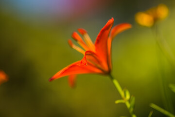Orange lily flowers in nature. Beautiful orange lily (lilium) summer flower garden. 
