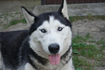 husky sitting on the green grass