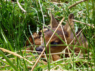 Fawn, hidden, baby deer, Bambi
