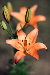 Obraz premium Orange lily flowers in nature. Beautiful orange lily (lilium) summer flower garden. 