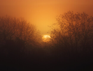 Fototapeta na wymiar sunrise in the misty forest