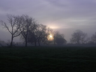 Obraz premium misty morning in the woods