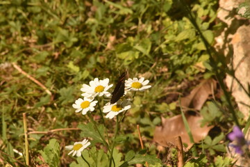 Flower and Butterfly