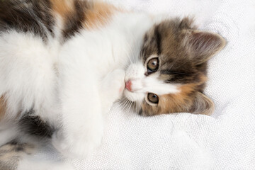 Portrait of a ginger kitten lies on a soft white blanket and looks at the camera and licks its paw. cozy home and relaxation concept, cute ginger kitten. Animals and lifestyle concepts.