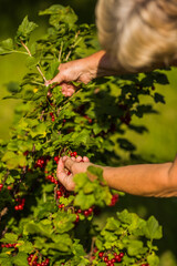 woman picking red currants in garden.
