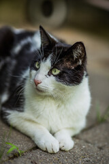 Black and white cat in the garden