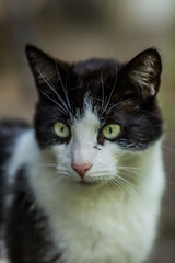 Black and white cat in the garden