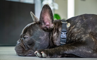 Nice French Bulldog brigee while resting  - 370004383