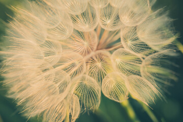 Big dandelion seed in golden sunlight. Shalow focus