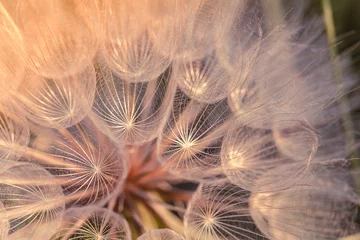 Foto op Plexiglas Big dandelion seed in golden sunlight. Shalow focus © R_Szatkowski