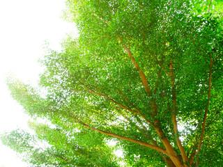 Large tree with branch green leave and sun light background.