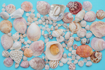 many different light shells on a blue background
