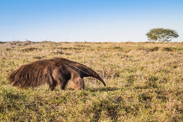 A wild anteater at the pasture