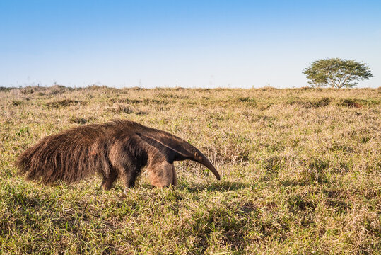 A wild anteater at the pasture