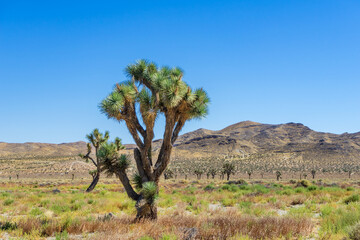 Joshua Tree in a field of desert plants in the Mojave Desert with mountains - obrazy, fototapety, plakaty