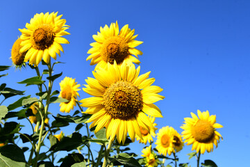 Obraz premium blooming sunflowers in the fields