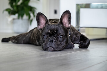 Nice French Bulldog brigee while resting 