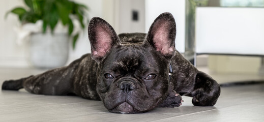 Nice French Bulldog brigee while resting  - 370006762