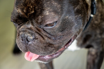 Nice French Bulldog brigee while resting  - 370006777