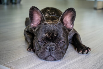 Nice French Bulldog brigee while resting  - 370006793