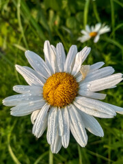 Fototapeta premium Chamomile flower in the morning sun with beautiful dew on the petals. Summer fresh morning.