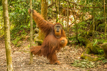An orangutan in the jungle of Gungung Leuser National Park, Bukit Lawang © Jozef