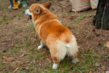 Popa dog Corgi in the forest with a small tail