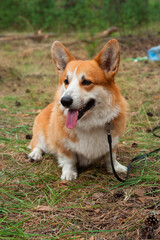 Naklejka na ściany i meble Corgi's red dog sit on the ground in the woods with his tongue stuck out
