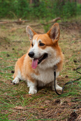 Corgi's red dog sit on the ground in the woods with his tongue stuck out