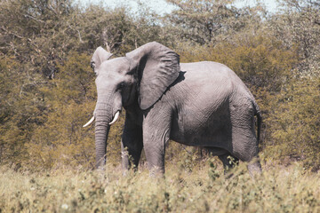 Eléphant