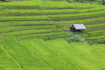 rice field on hill  at tropicana