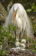 A mother Great Egret fusses at her chicks.