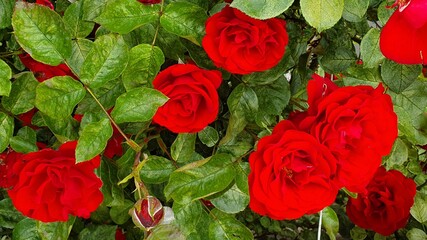 Czerwone róże
