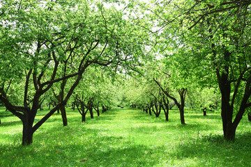 Fototapeta na wymiar blooming green garden, alley of fruit trees, backstage composition