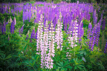Naklejka premium lupins