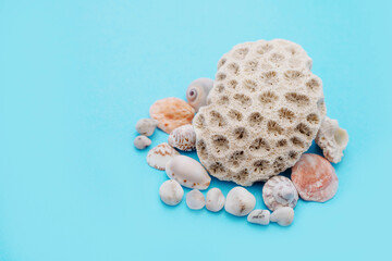 white round coral and seashells with small stones on a blue background