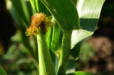 corn and cobs in the field