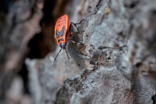 Gemeine Feuerwanze ( Pyrrhocoris apterus ).
