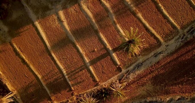 Aerial alone palm tree in Sunset time in a saffron farmland field has a tall shadow in golden daytime in a desert village rural area in Iran