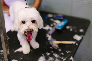 Grooming Maltese bichon professional hairdresser. Hairdresser mows Maltese bichon fur with a...
