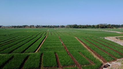 Fototapeta na wymiar aerial view of onion fields. looks very beautiful