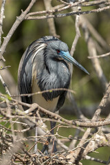 A Tri-colored Heron stands framed by branches.