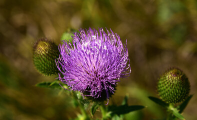 thistles on the field in the summer heat