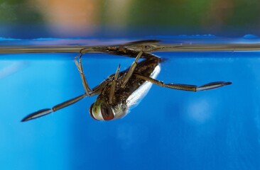 WATER BOATMAN notonecta glauca, ADULT