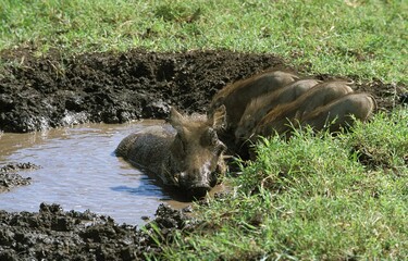WARTHOG phacochoerus aethiopicus, FEMALE WITH PIGLET HAVING MUD BATH, MASAI MARA PARK, KENYA