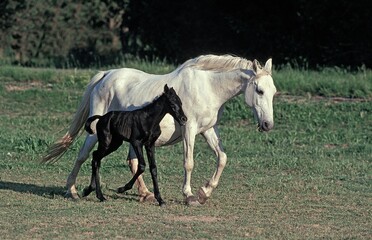 Obraz na płótnie Canvas LIPIZZAN HORSE, MARE AND FOAL STANDING IN PADDOCK